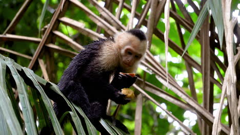 los monos capuchinos mono del nuevo mundo de la subfamilia cebinae que viven en la selva verde de costa rica centroamérica