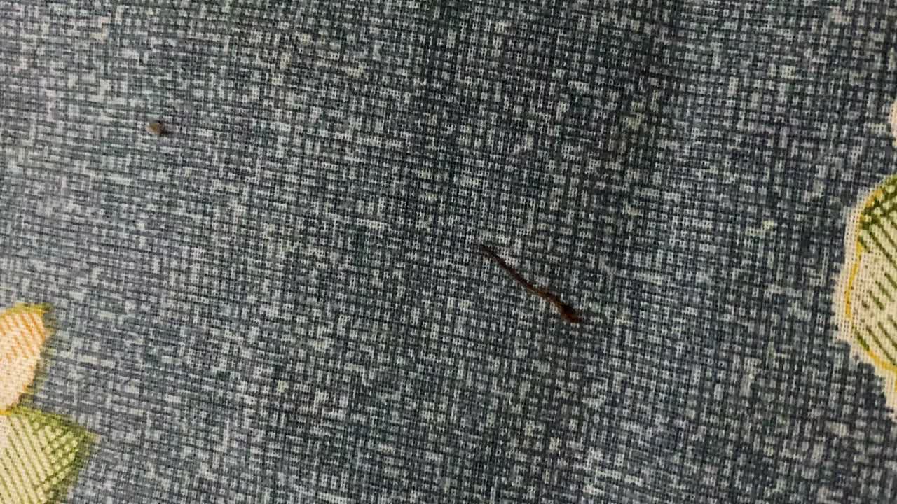 Piccola sanguisuga parassita succhiasangue pericolosa che striscia su un lenzuolo - Scatto macro
