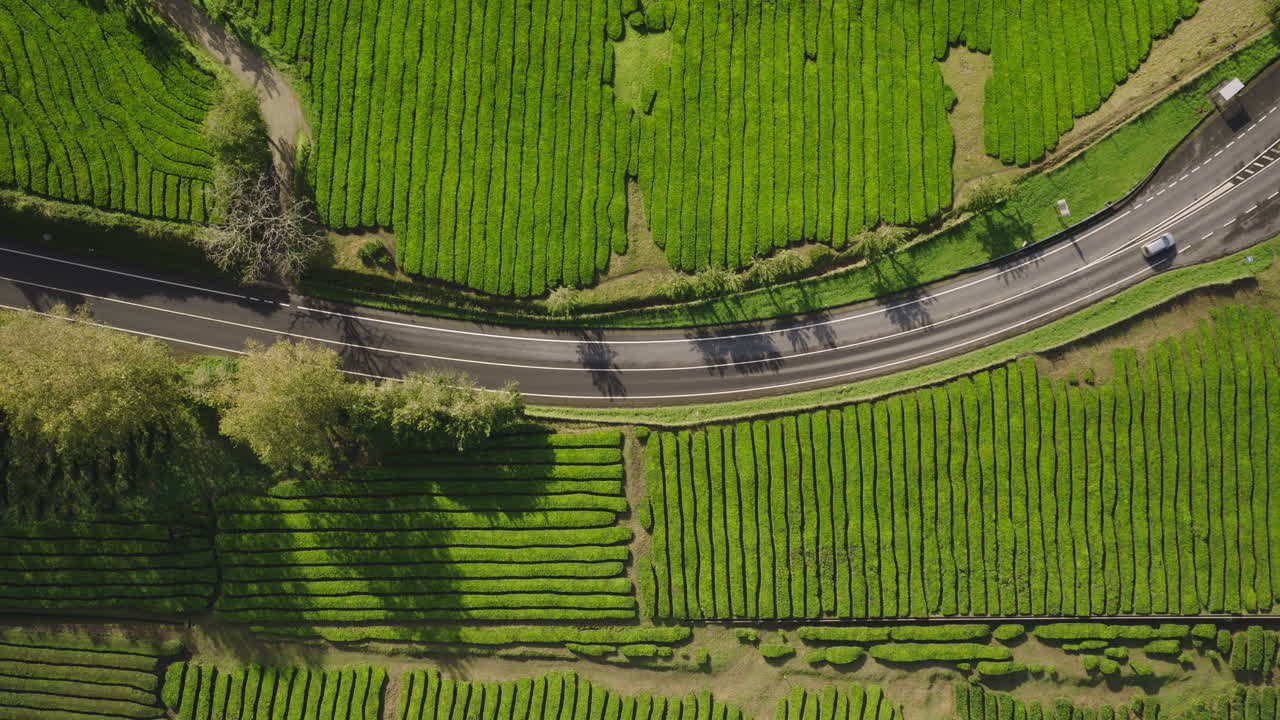Veduta aerea di un'auto che percorre una piantagione di tè verde.