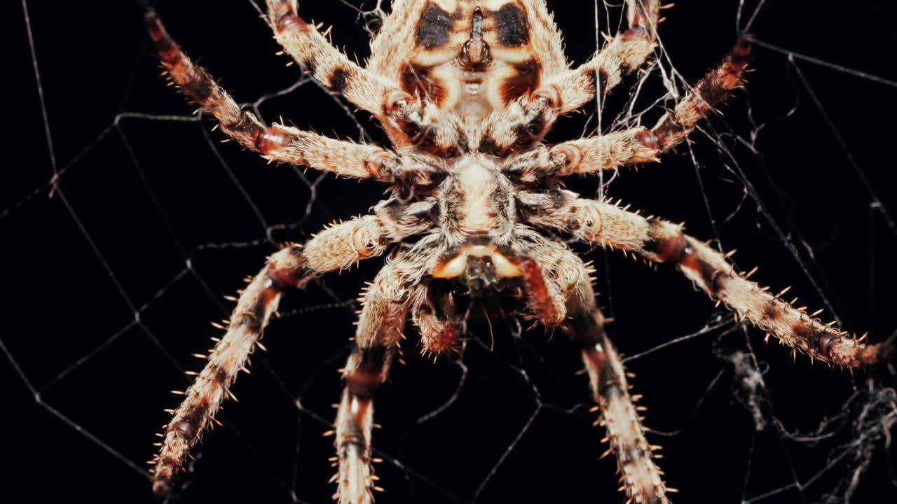 Close up of a spider sitting in its web, showing intricate details of its body and fine silk threads