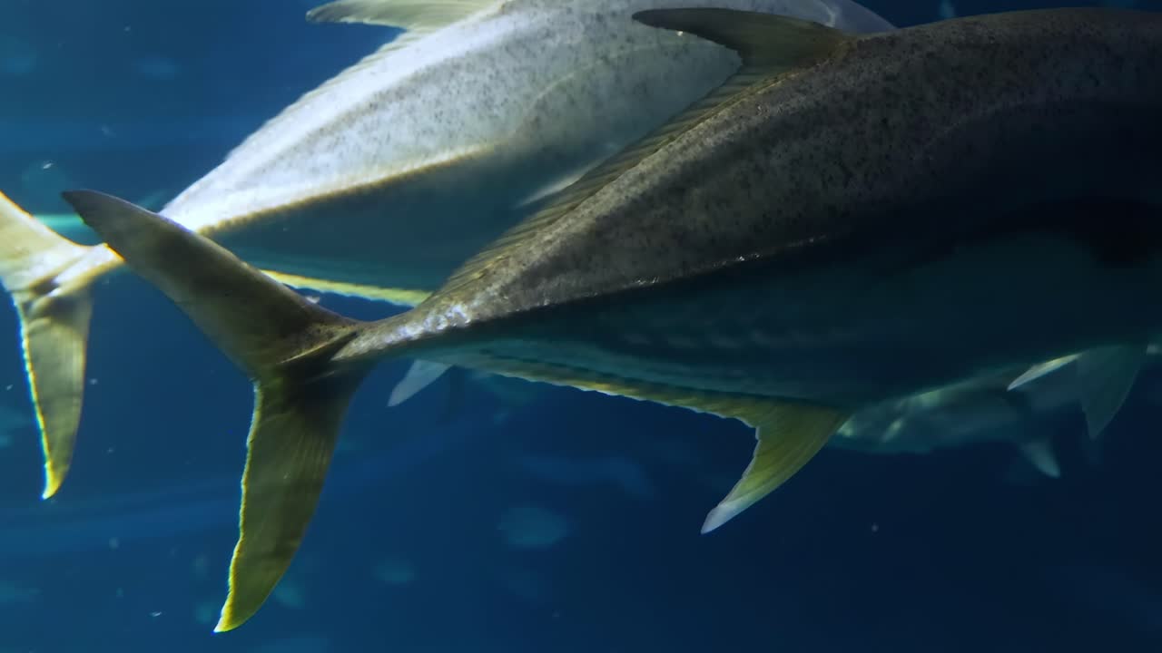 Close-up view of large silver fish swimming gracefully in a deep blue aquarium environment.