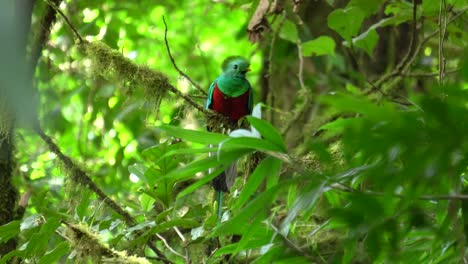 a gorgeous bird hiding behind the leaves of a tree