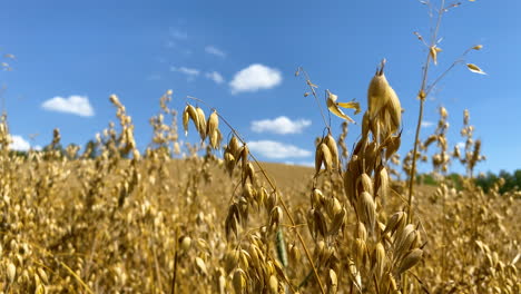 close up view of golden wheat crops in the field ready for harvesting in poland on a sunny day