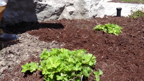 Laying-Brown-Shredded-Mulch-in-Garden---60fps-Slow-Motion