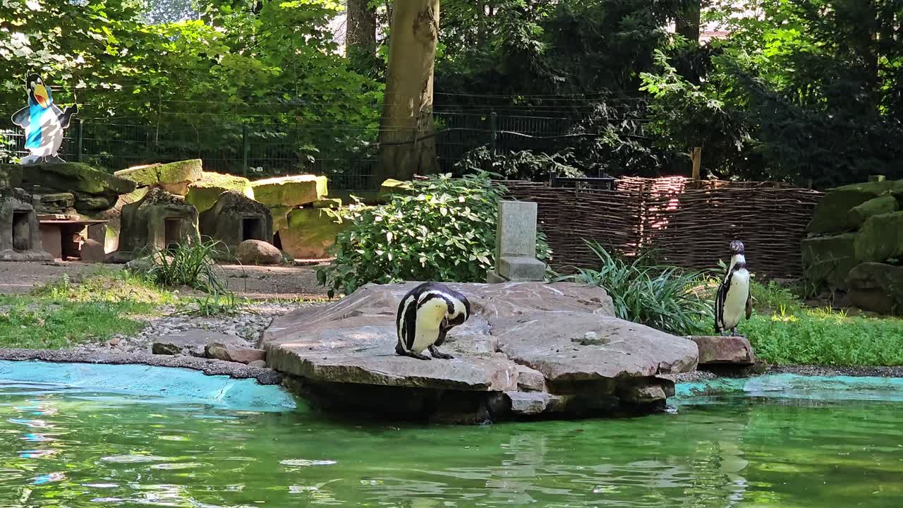 Penguins in a zoo pond