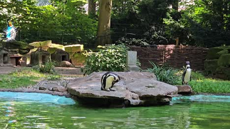penguins in a zoo pond