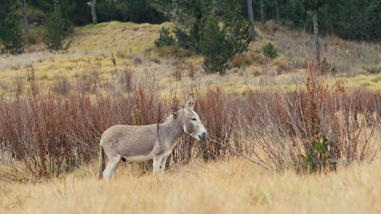 카리브 해의 소나무 숲을 배경으로  ⁇ 어진  ⁇ 소크의  ⁇ 에서 서서 먹고 있는 당나귀