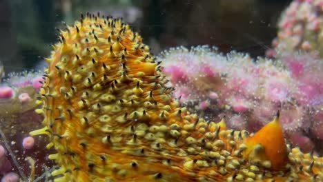 a bright yellow warty sea cucumber underwater