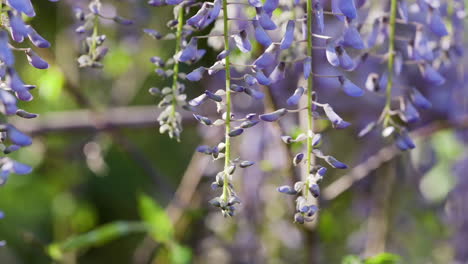 Wisteria-buds-and-blossoms-hanging-from-vines-during-early-Spring