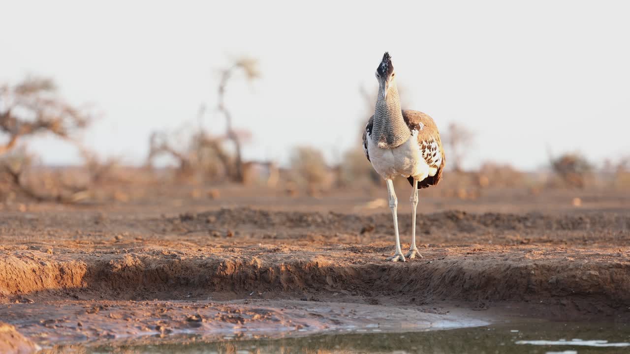 Wide shot of a kori bustard standing at a waterhole in front of an underground hide, Mashatu Game Reserve.
