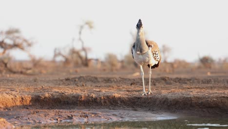 wide shot of a kori bustard standing at a waterhole in front of an underground hide, mashatu game reserve.