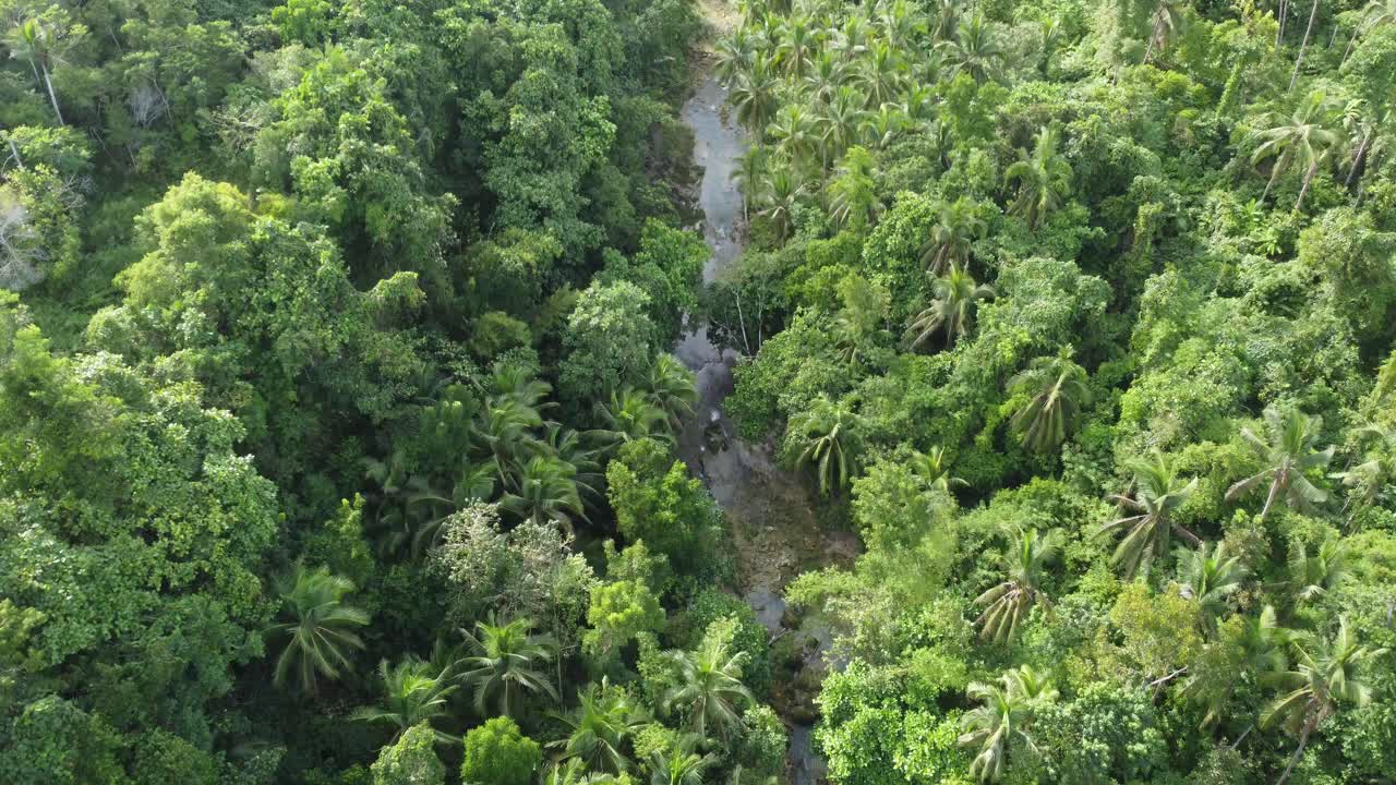 un vuelo siguiendo el río a través de la densa selva, sumergirse en este verde paraíso