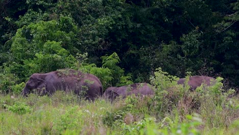 Los-Elefantes-Asiáticos-Son-Especies-En-Peligro-De-Extinción-Y-También-Son-Residentes-De-Tailandia