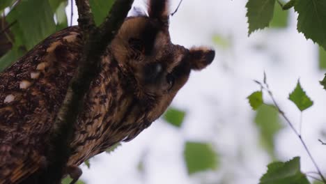 close up view owl perched on branch, looking down at camera, bokeh background