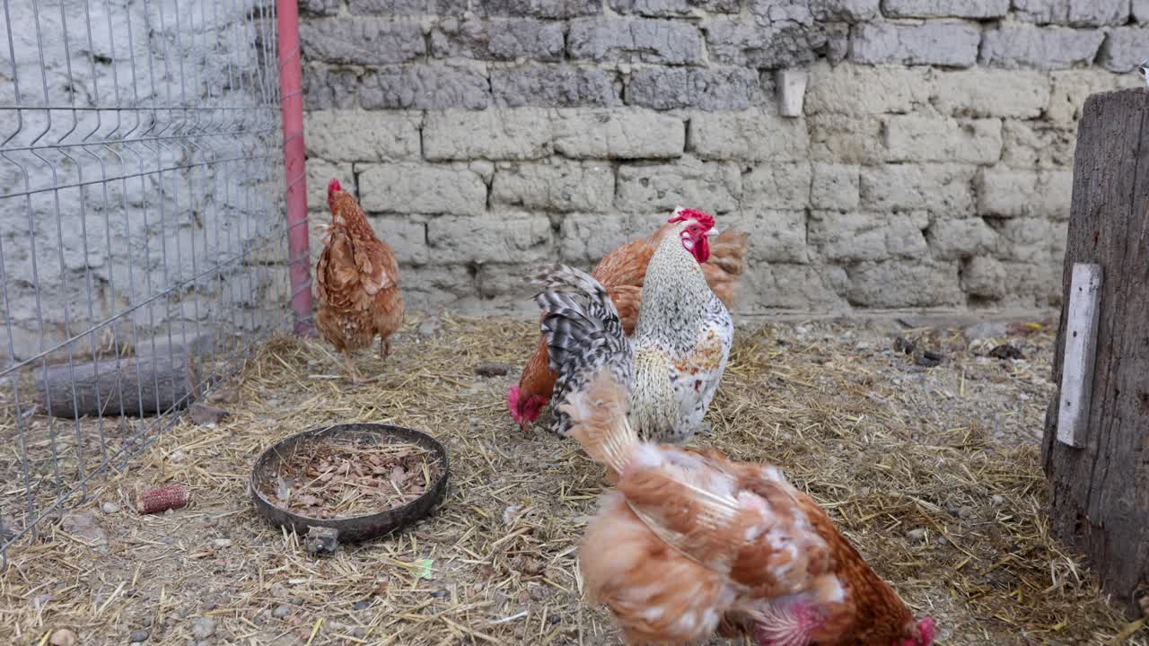 pollos alimentándose dentro del corral durante el día