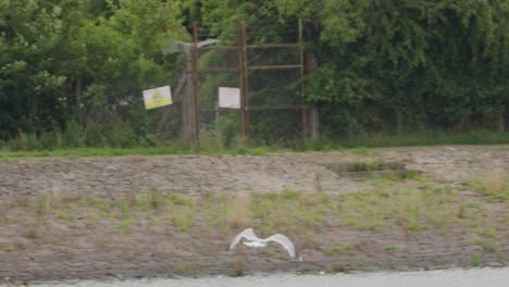 Ring-billed-Gull-in-flight-before-landing