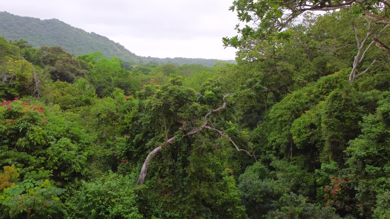 volando a través de la naturaleza exuberante en la selva tropical y las montañas colombianas