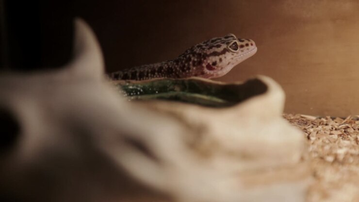 A leopard gecko inside its enclosure