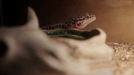 Un-Gecko-Leopardo-Dentro-De-Su-Recinto