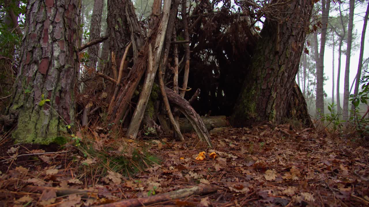 古い森の木々の間に建てられた、乾燥した木材で作られたテントハウス