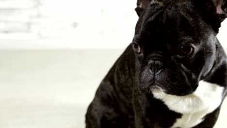 animal dog breed french bulldog sitting