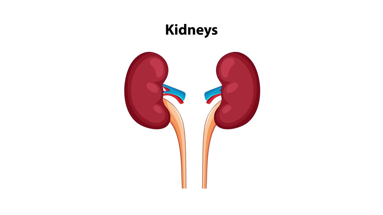 Animation transitions from full-body silhouette to anatomical view, zooming in on kidneys with labeled close-up. Flat vector style, black background, smooth camera movement