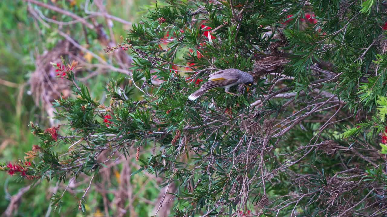 나무에 있는 새