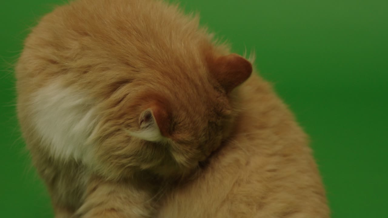 el gato naranja se está lamiendo a sí mismo.