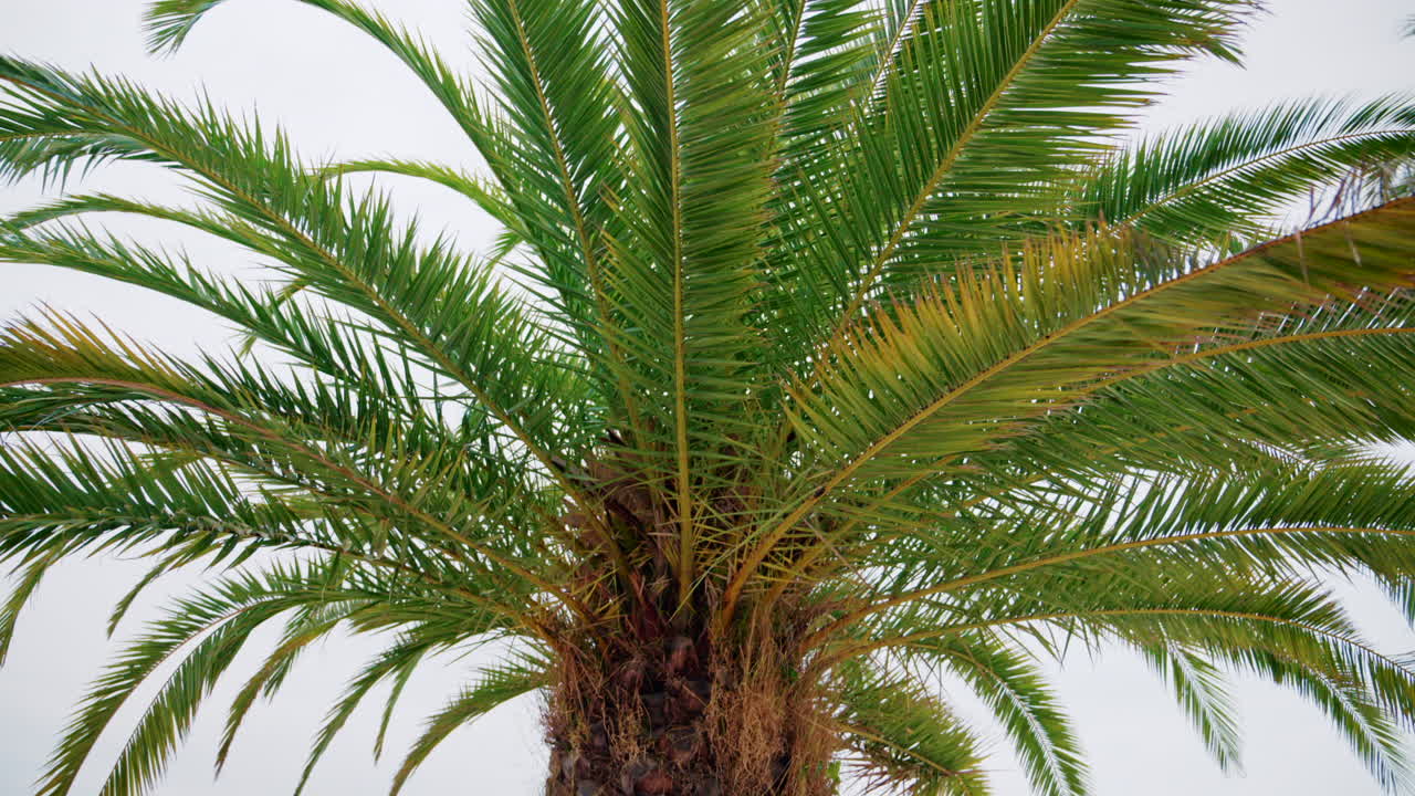 Close ip of fresh green palm leaves swaying gently in daylight