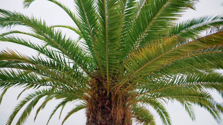 Close ip of fresh green palm leaves swaying gently in daylight
