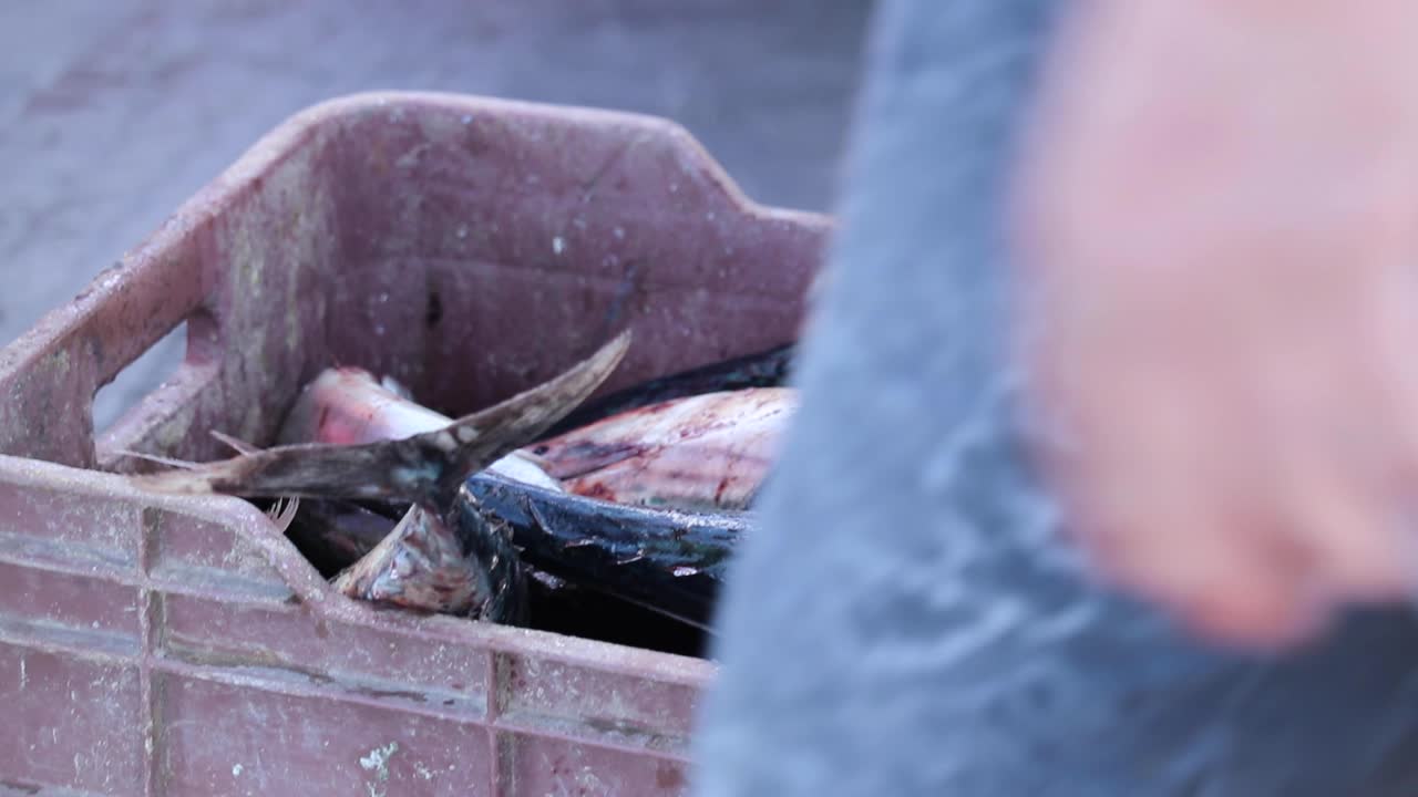 una caja de bonita siendo pesada para la venta