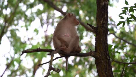 Close-up-shot-of-a-curious-southern-pig-tailed-macaque,-macaca-nemestrina,-spotted-siting-on-the-tree-branch-in-its-natural-habitat,-wondering-around-its-surrounding-environment