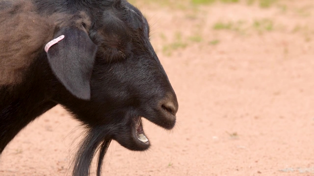 Close up profile shot of a domestic black goat chewing outdoors in natural daylight.