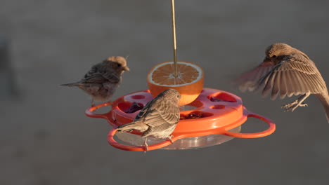 house finches gather around a backyard bird feeder - slow motion bird in flight