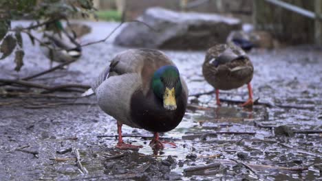 snow motion shot of wood duck walking in the mud after eating