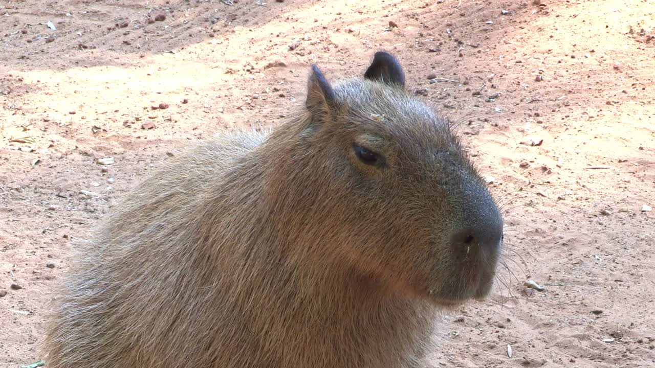 Portrait of a Capybara or Greater Capybara (Hydrochoerus hydrochaeris)