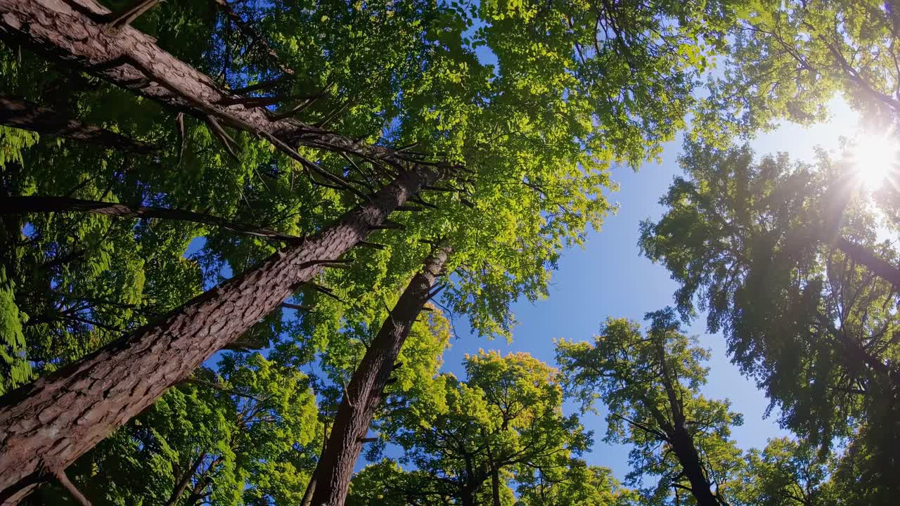 Un'angolazione dal basso cattura alberi imponenti contro un cielo luminoso, creando un'atmosfera serena e coinvolgente.