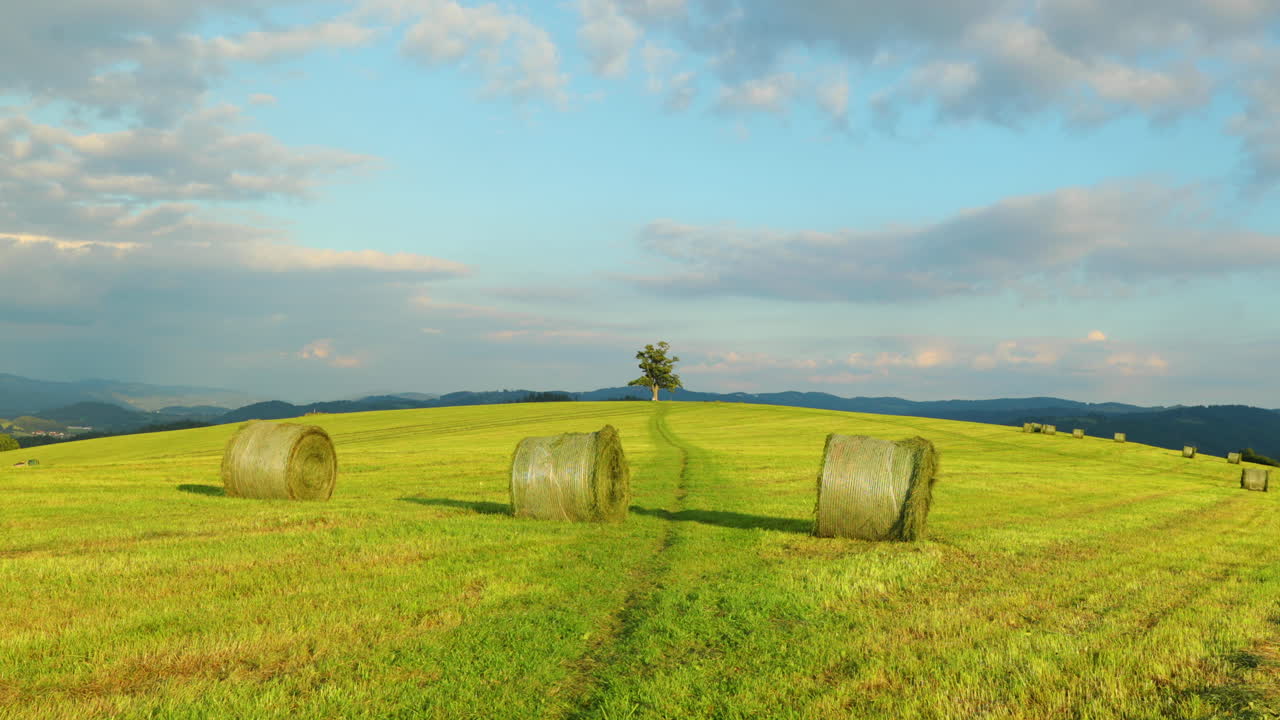 вид на стога сена на холме с заброшенным деревом днем, когда сельскохозяйственная машина грузит сено и солому и укладывает как финишные тюки сельская местность панорамный вид в 4k