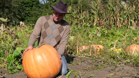 man picking a large pumpkin in a pumpkin patch