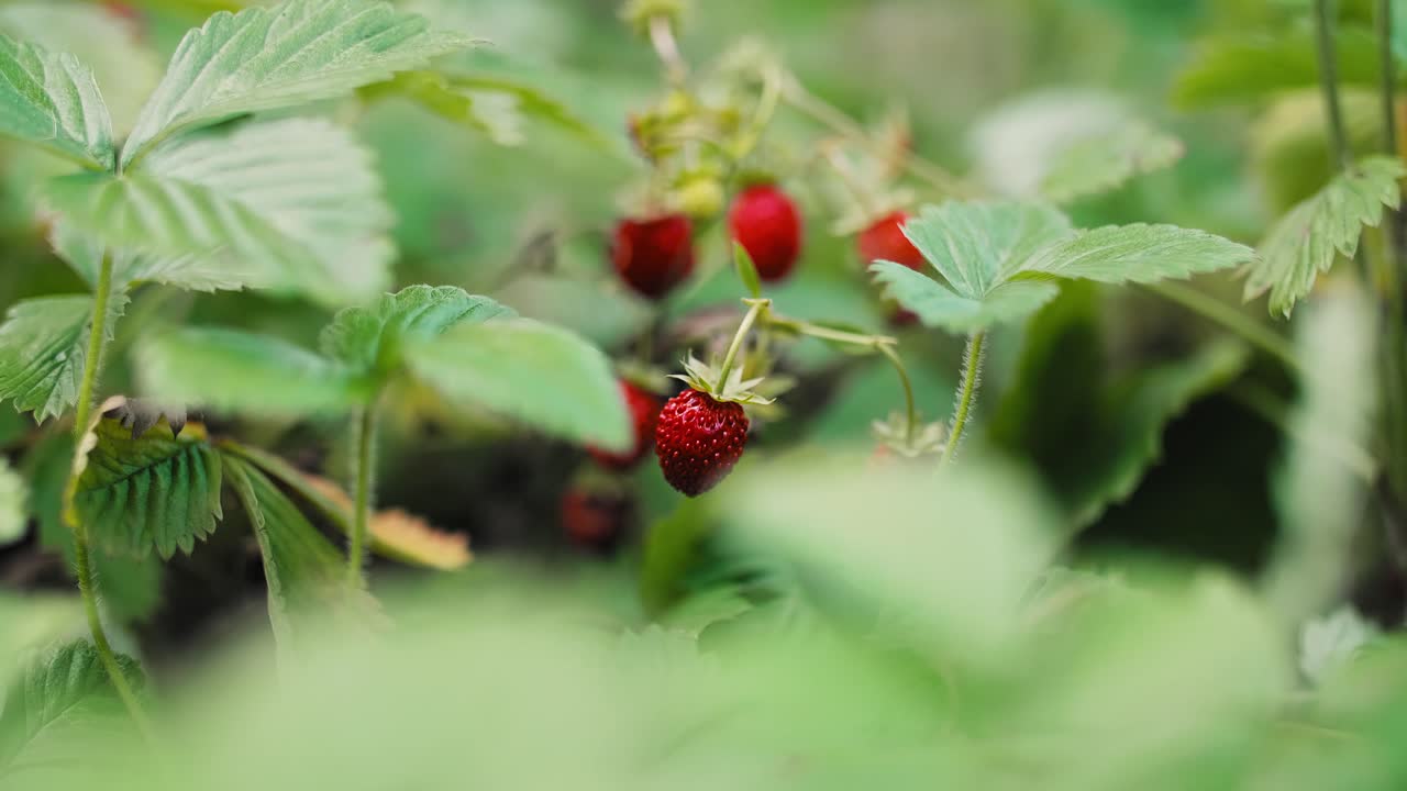 Ripe wild strawberry on bush