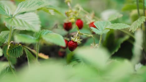Ripe wild strawberry on bush