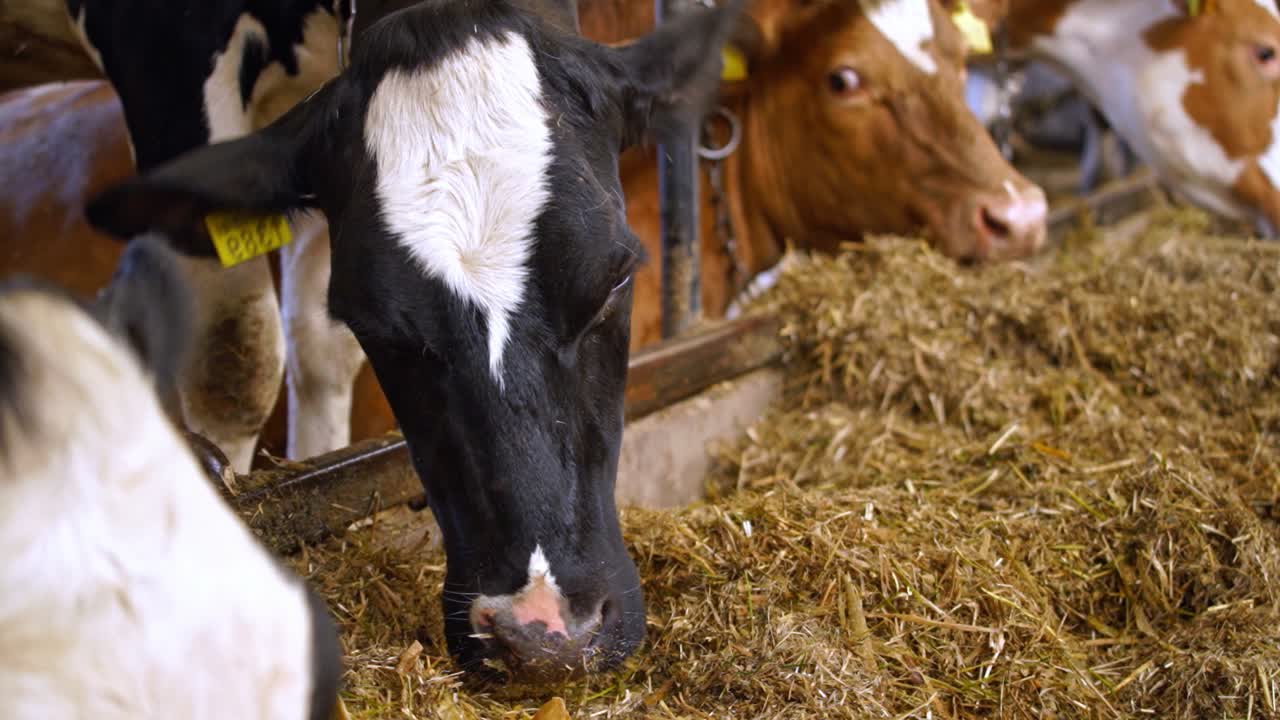 Many cows in the hangar. Modern farm barn with milking cows eating hay