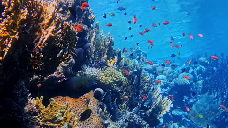 un vibrante arrecife de coral con peces de colores