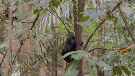 un mono bebé libre y salvaje colgado de un árbol en la jungla