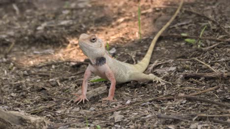 indian garden lizard standing and looking