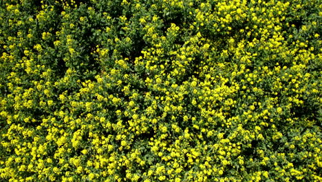 vuelo aéreo de arriba hacia abajo sobre el campo de canola en flor amarillo en polonia durante la luz del sol