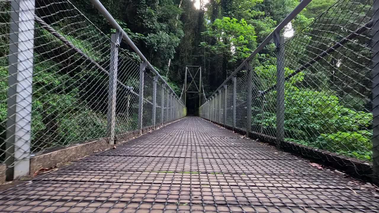 A serene walk across a suspension bridge in Dorrigo National Park, surrounded by lush rainforest greenery and natural light