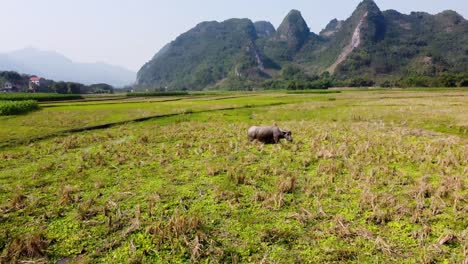 Stier-Weidet-Auf-Reisfeldern-In-Vietnam