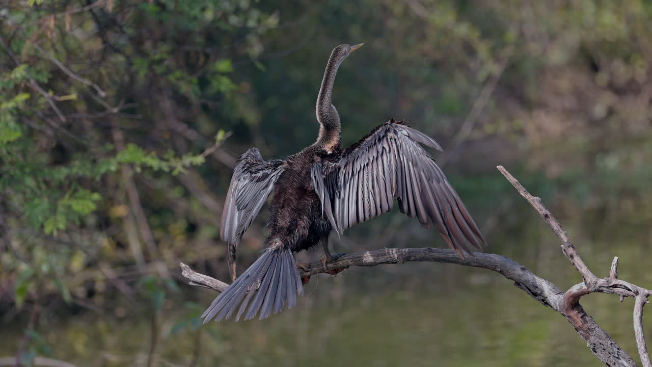A darter perched on the tree branch and looking for food in keoladeo bird sanctuary, India.