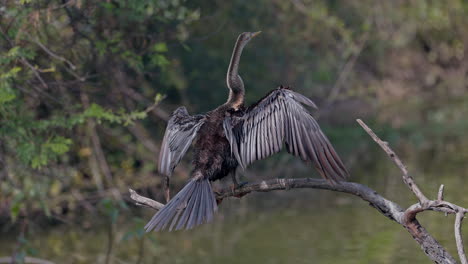 A darter perched on the tree branch and looking for food in keoladeo bird sanctuary, India.
